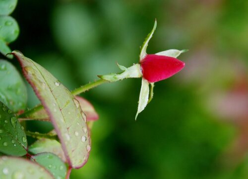 月季種子播種后多久發(fā)芽