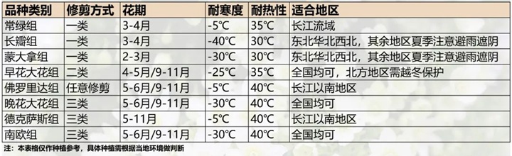 鐵線蓮能露天過冬嗎