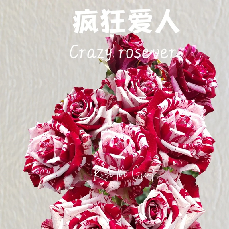 瘋狂羅西娃/瘋狂戀人Crazy Rosever