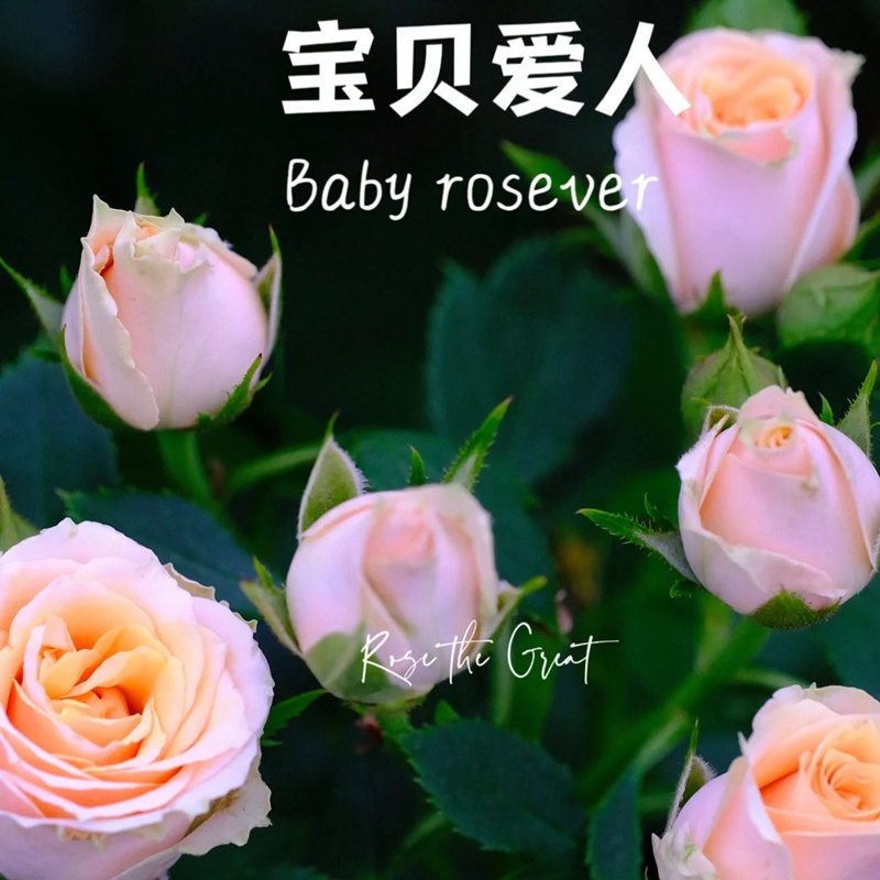 寶貝愛人 Baby Rosever