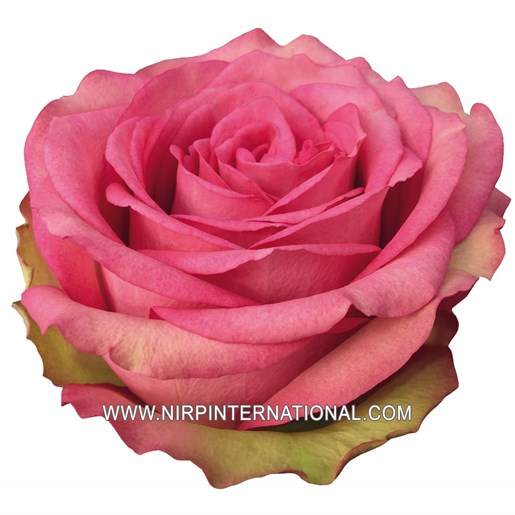 CITY_CENTRE_cut_rose_NIRP_1.jpg.jpg