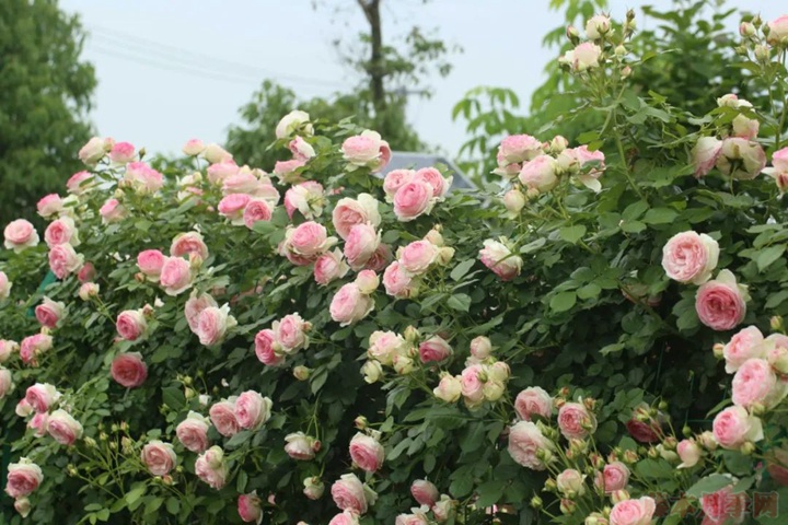 粉色龍沙寶石月季開(kāi)花顏色變淡的原因