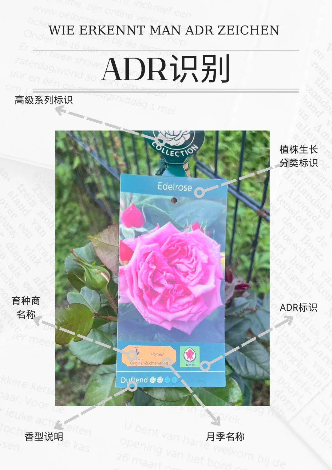 什么是ADR認證，ADR月季官網(wǎng)名單