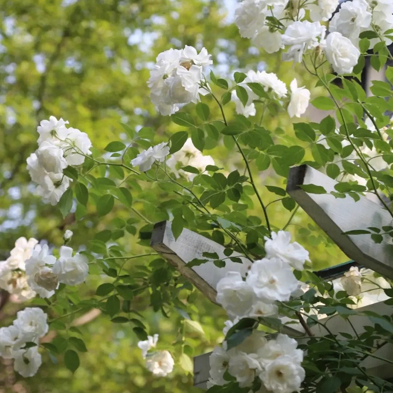 藤冰山月季一年能開幾次花