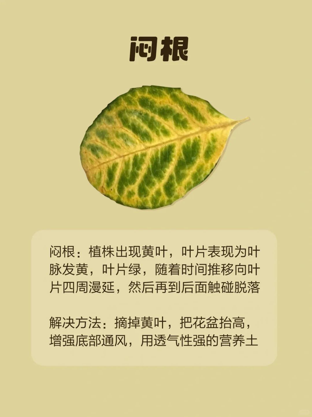 月季各種病蟲(chóng)害的葉片癥狀圖片