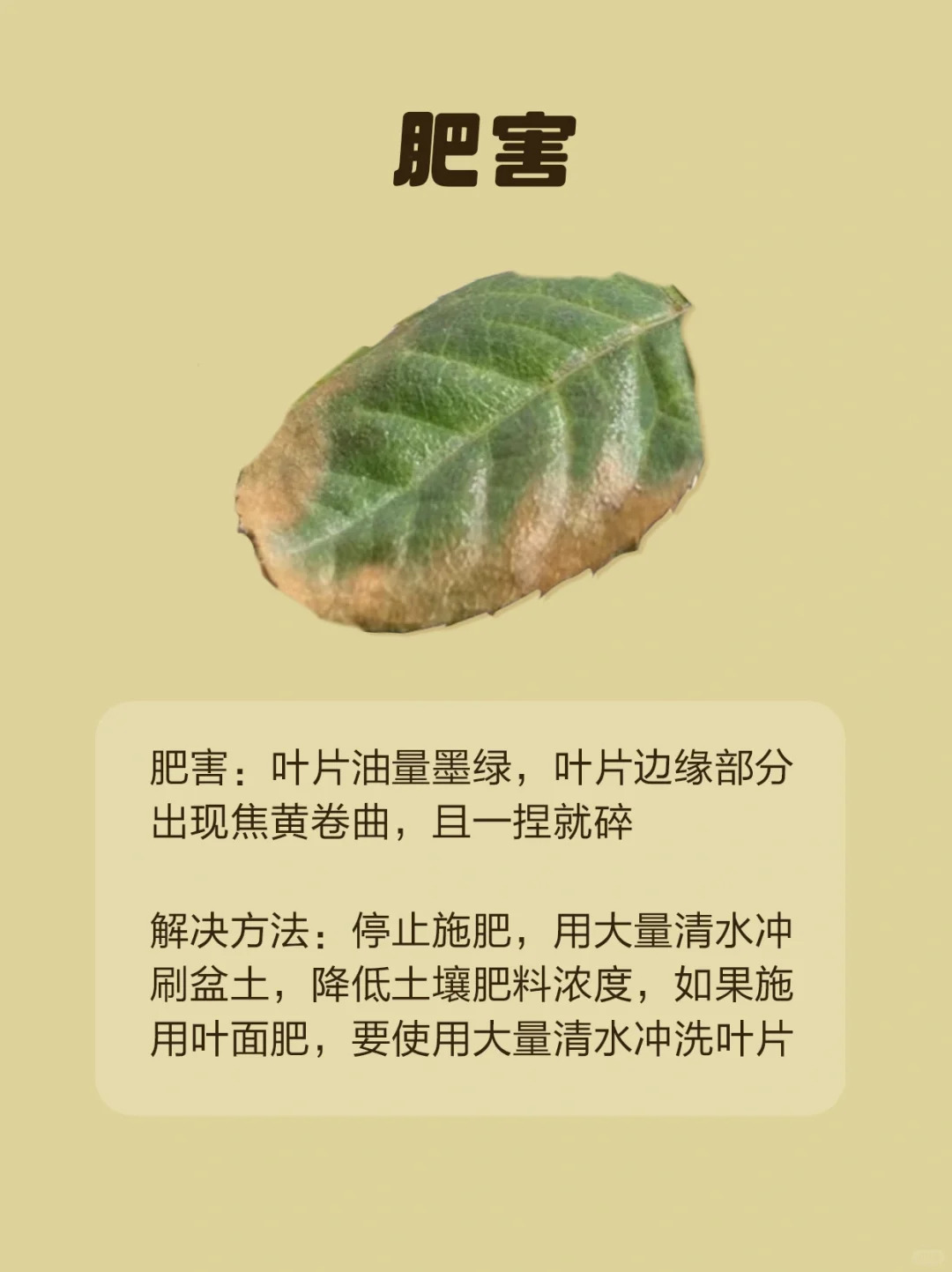 月季各種病蟲(chóng)害的葉片癥狀圖片