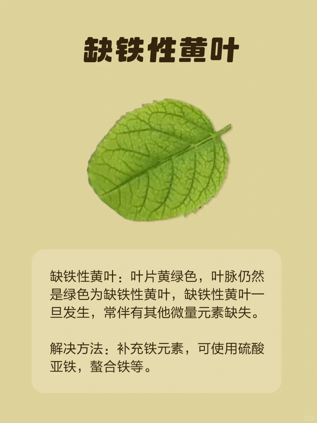 月季各種病蟲(chóng)害的葉片癥狀圖片